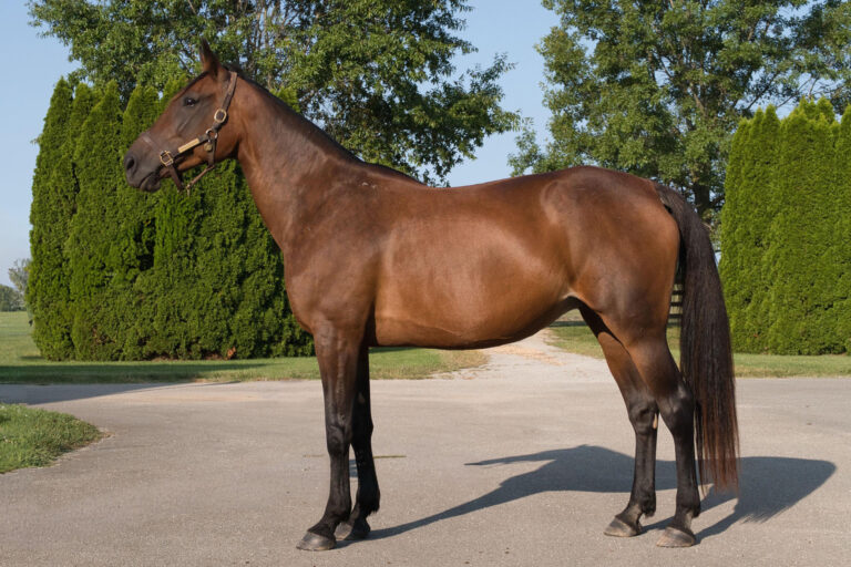 GoodToGo Hanover