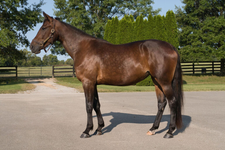 Midwind Dolce
